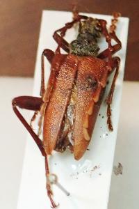 <i>Akimerus schaefferi</i>