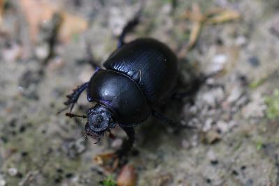 <i>Anoplotrupes stercorosus</i>