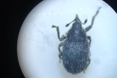<i>Rhinusa antirrhini</i>