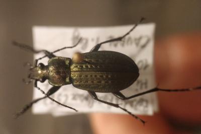 <i>Carabus granulatus</i>