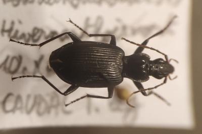 <i>Platynus assimilis</i>