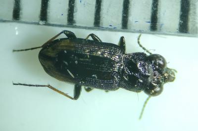 <i>Notiophilus quadripunctatus</i>