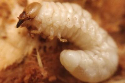 <i>Dorcus parallelipipedus</i>