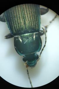 <i>Poecilus cupreus</i>