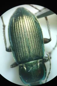 <i>Poecilus cupreus</i>