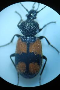 <i>Panagaeus cruxmajor</i>