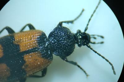 <i>Panagaeus cruxmajor</i>