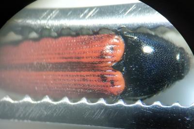 <i>Ampedus quercicola</i>