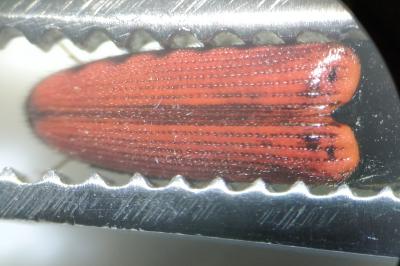 <i>Ampedus quercicola</i>