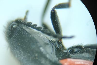 <i>Ampedus quercicola</i>