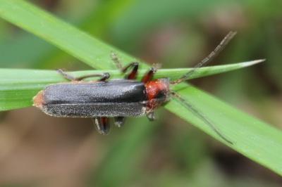 <i>Cantharis rustica</i>