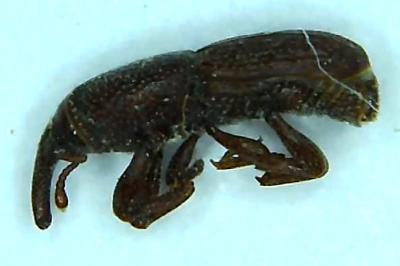 <i>Sitophilus granarius</i>
