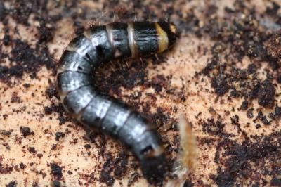 <i>Stenagostus rhombeus</i>