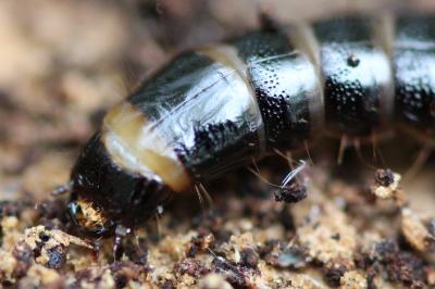 <i>Stenagostus rhombeus</i>
