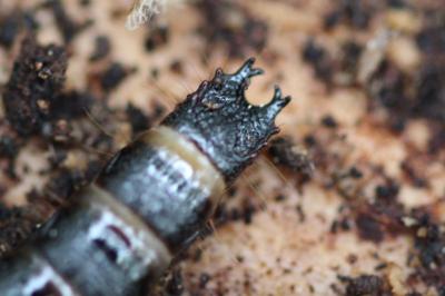 <i>Stenagostus rhombeus</i>