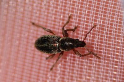 <i>Polydrusus marginatus</i>
