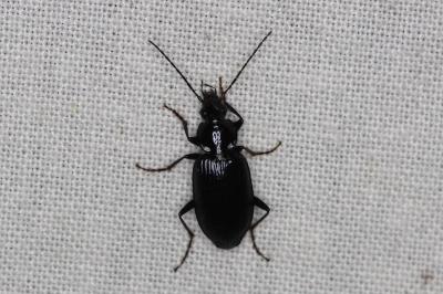 <i>Agonum</i>