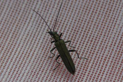 <i>Oedemera</i>