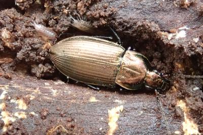 <i>Poecilus cupreus</i>