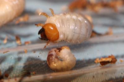 <i>Dorcus parallelipipedus</i>