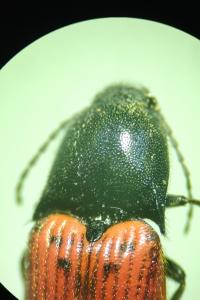 <i>Ampedus sanguineus</i>