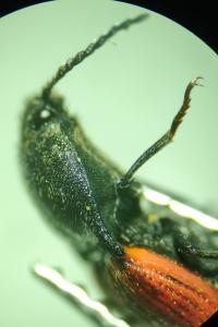 <i>Ampedus sanguineus</i>