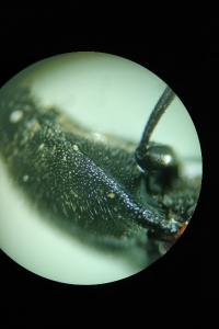 <i>Ampedus sanguineus</i>