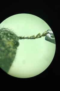 <i>Ampedus sanguineus</i>