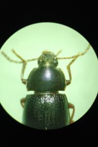 <i>Nalassus laevioctostriatus</i>