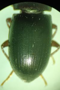 <i>Nalassus laevioctostriatus</i>