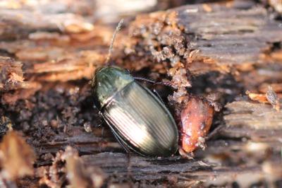<i>Amara ovata</i>