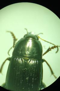<i>Amara ovata</i>