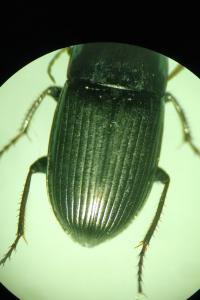 <i>Amara ovata</i>