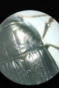 <i>Amara ovata</i>