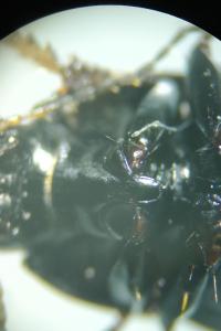 <i>Amara ovata</i>