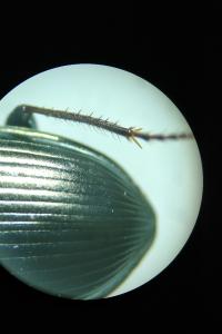 <i>Amara ovata</i>