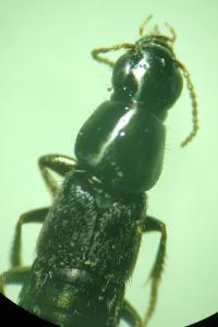 <i>Quedius</i>