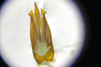 <i>Ampedus sanguineus</i>