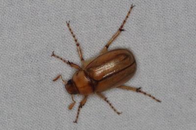 <i>Rhizotrogus</i>