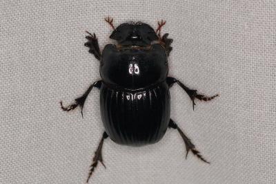<i>Copris lunaris</i>