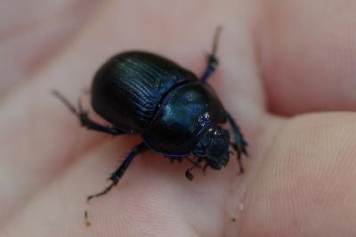 <i>Anoplotrupes stercorosus</i>