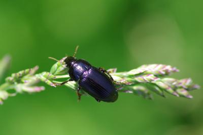 <i>Harpalus</i>
