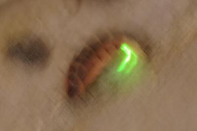<i>Lampyris</i>