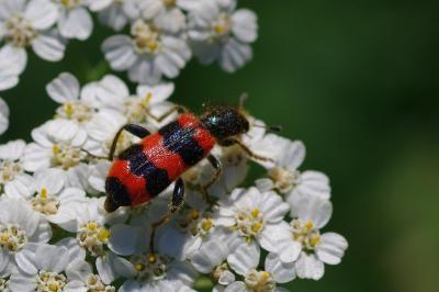 <i>Trichodes apiarius</i>