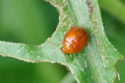 <i>Sphaeroderma</i>
