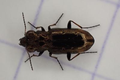 <i>Notiophilus quadripunctatus</i>