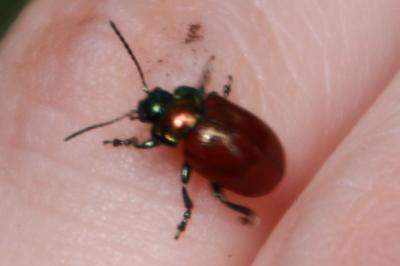 <i>Chrysolina polita</i>