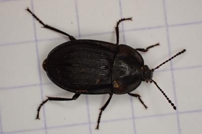 <i>Phosphuga atrata</i>