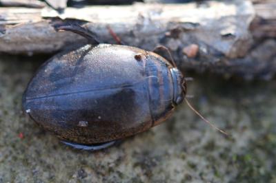 <i>Acilius sulcatus</i>