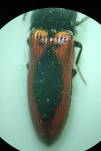 <i>Ampedus sanguinolentus</i>